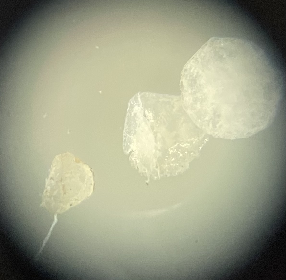 Schüler der WvO forschen über Plastikmüll an der Dill