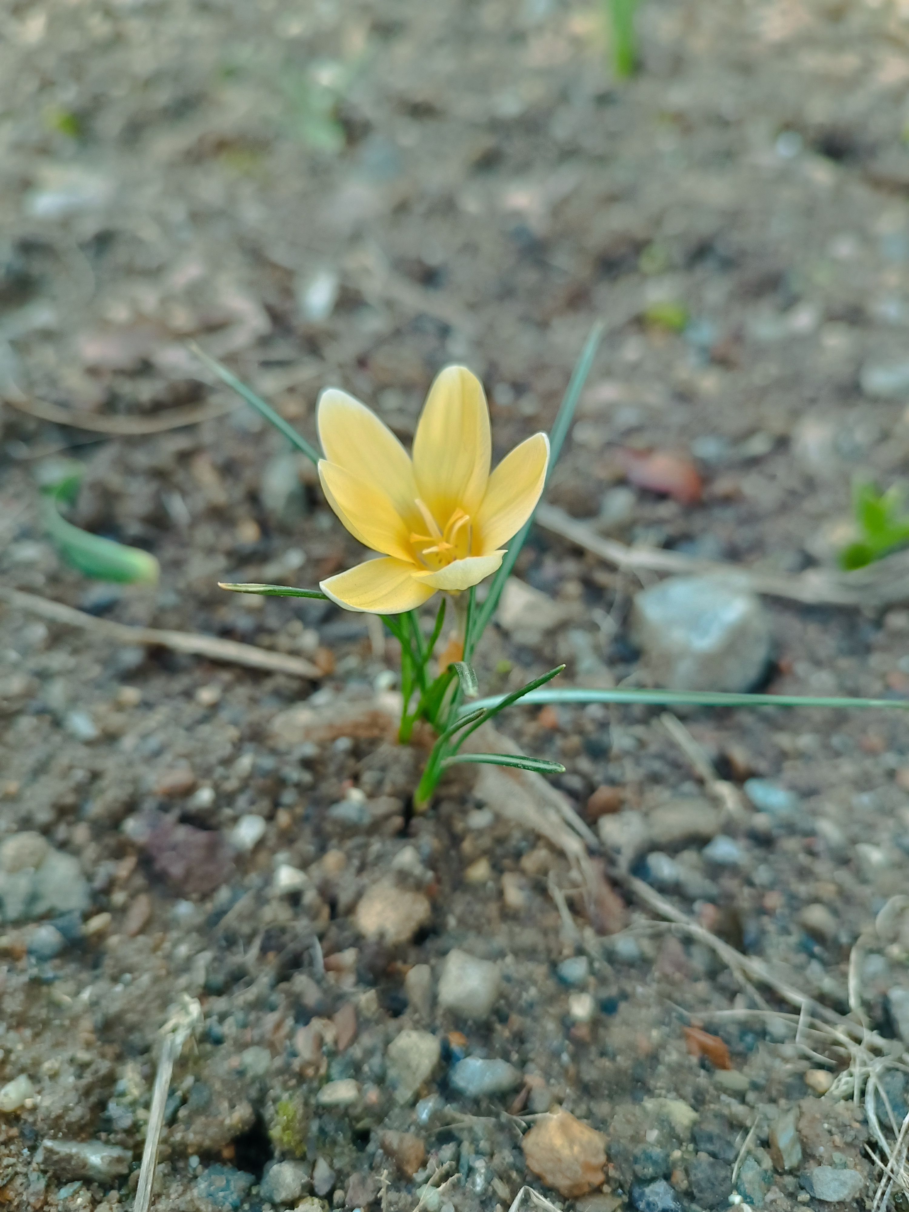 Der Frühling erwacht